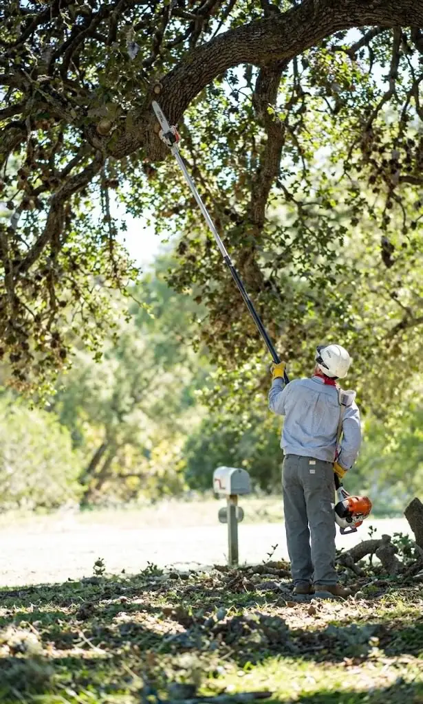 Tree Trimming and Pruning